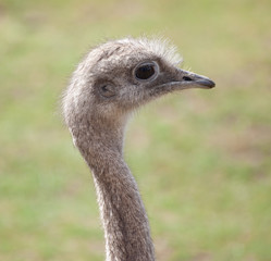 African ostrich head and neck shot