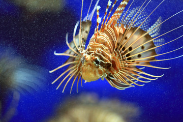 Pterois