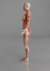 Female 3D Muscle