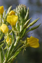 Gemeine Nachtkerze (Oenothera biennis)