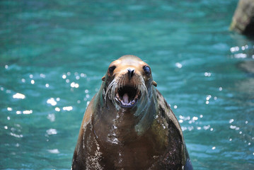 Fototapeta premium Seal