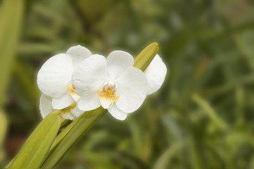 blanco sobre verde