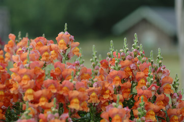 Großes Löwenmaul Antirrhinum
