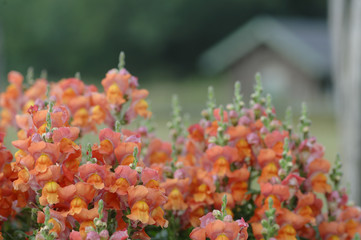 Großes Löwenmaul Antirrhinum
