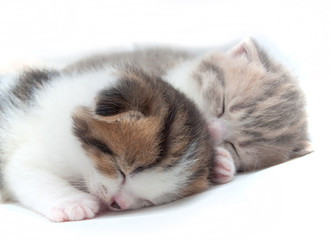 Fototapeta na wymiar Two sleeping small kittens