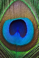 Obraz premium Close up Peacock feather.