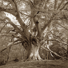 European Beech Tree, sepia tone
