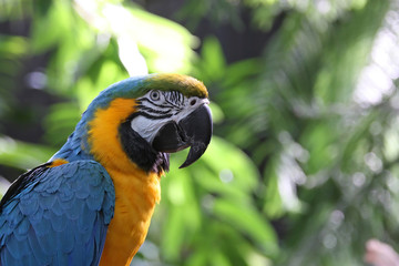 Macaw or parrot with yellow and blue feathers looking happy