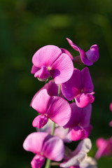 Fototapeta na wymiar Orchideen