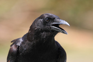 American Crow (Corvus brachyrhynchos)