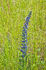 sage flower in meadow