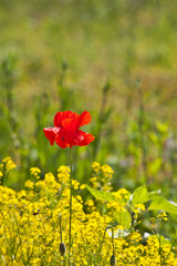 poppy flower in rape field