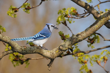 Blue Jay