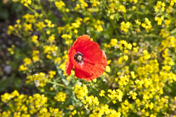 poppy flower in rape field