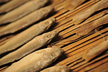 dried salt fish