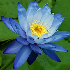 Abwaschbare Fototapete Wasserlilien Blaue Seerose