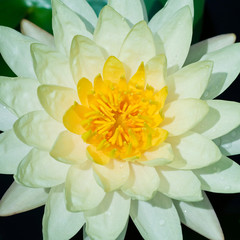 Yellow Water Lily