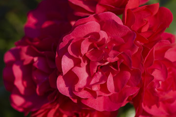 rote rosen