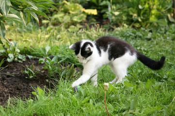 Fototapeta premium Kitten playing with a ball in the garden