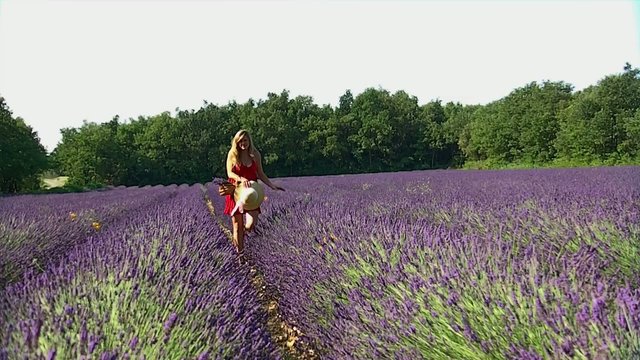 jeune fille qui se prom&egrave;ne dans un champs de lavande