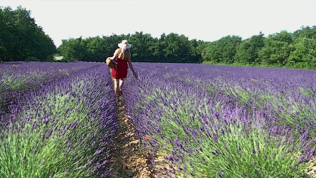 promenade dans un champs de lavande