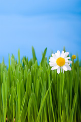 Chamomile and green grass