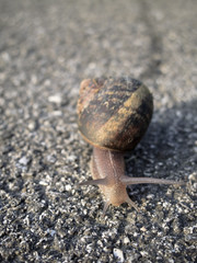 Snail crossing the street