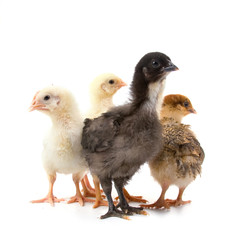 Chickens