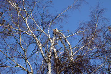 Astbruch an einer Birke