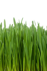 Obraz na płótnie Canvas Green grass