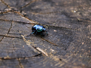 Beetle