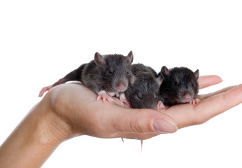 Three small black rats