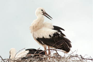 white stork chicks on the nest