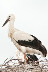 white stork chicks on the nest