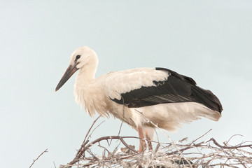 white stork chick on the nest