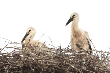 white stork chicks on the nest