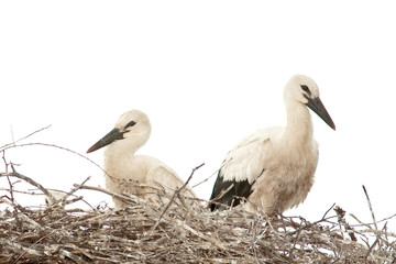white stork chicks on the nest