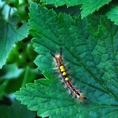 caterpillar