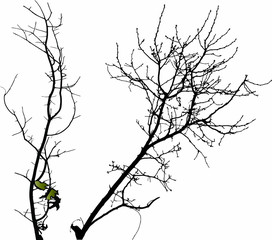 An Automn shape of a tree , or silhouette of the branch