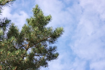 branch of pine-tree on a background dark blue sky