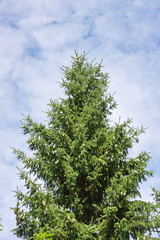 green fir-tree on a background dark blue sky