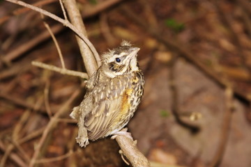 there is a little bird in-field