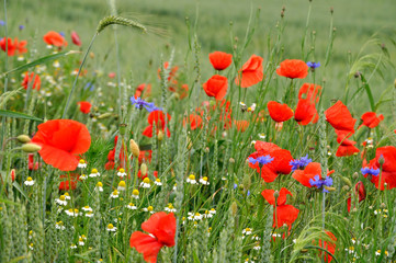 Obraz premium red weed