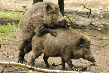 Wildschwein