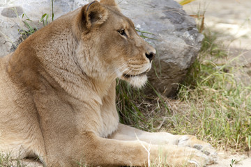 Lioness