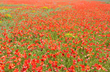 coquelicots 85