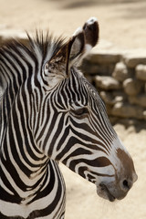 Fototapeta na wymiar Zebra Grevy'ego