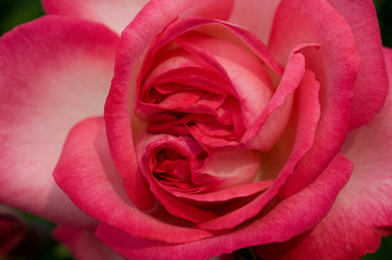 Rosenblüte in Vogelperspektive