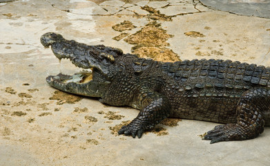Crocodylidae or crocodile