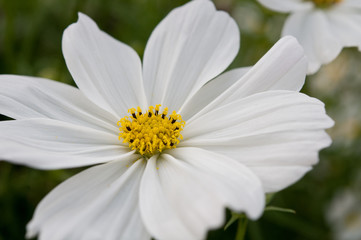 Wei&szlig;e Margerite